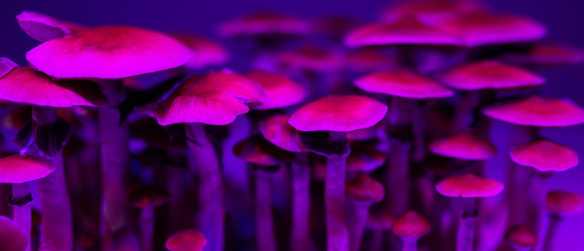 photograph of a cluster of mushrooms under a bright purple light