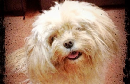 Mental health hospital brings in pets as therapy