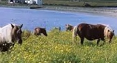 CAMIAD highlights heightened suicide risk in farmers following flooding
