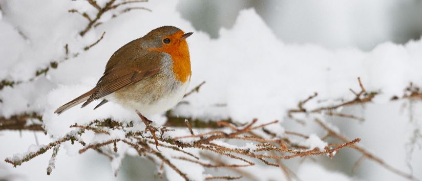 RobinSummaryWinter.jpeg