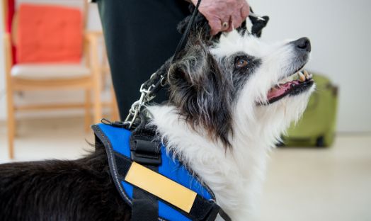 Report shows that therapy dogs may reduce risk of self-harm in prisoners