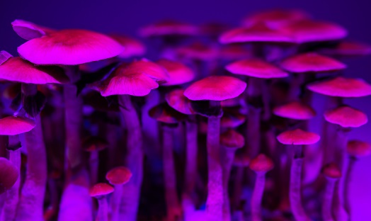 Psychedelics can open new doors for us, but can we walk through them alone?