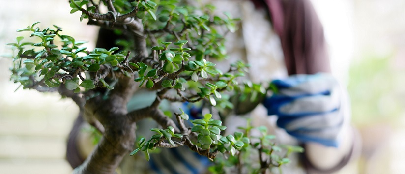 image of mans torso wearing blue gardening gloves, he is caring for his bonsai