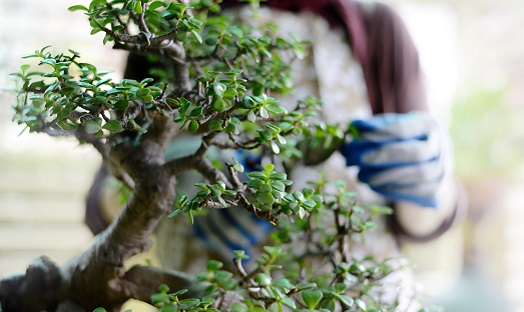 image of mans torso wearing blue gardening gloves, he is caring for his bonsai