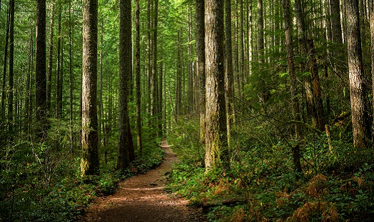 trees in a forest, the leaves are green and it is sunny