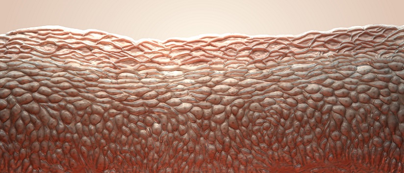 Skin cells prime.jpg