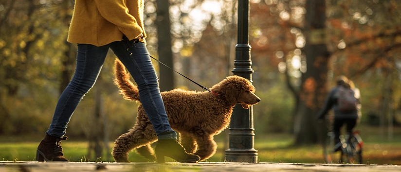 walking Dog MHK prime.jpg