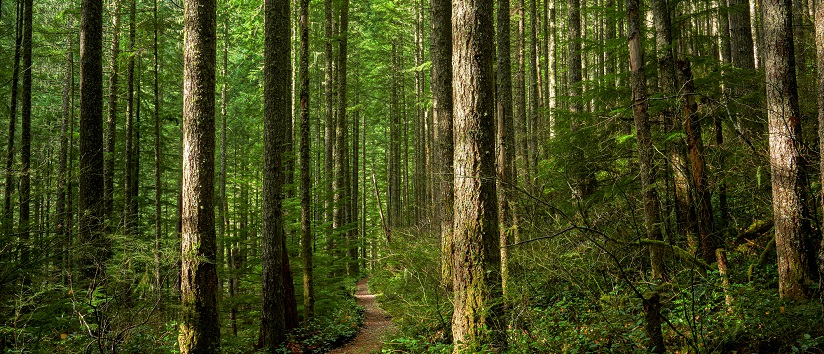 a photograph of a green forest with a path going through it