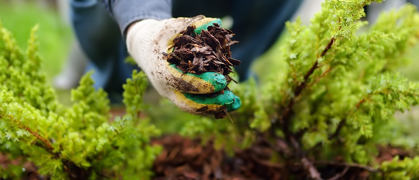 hands engaged in gardening with gloves on
